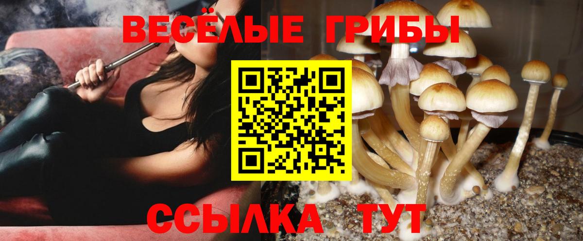 Чернушка  Псилоцибиновые грибы мухоморы  Вход с VPN 